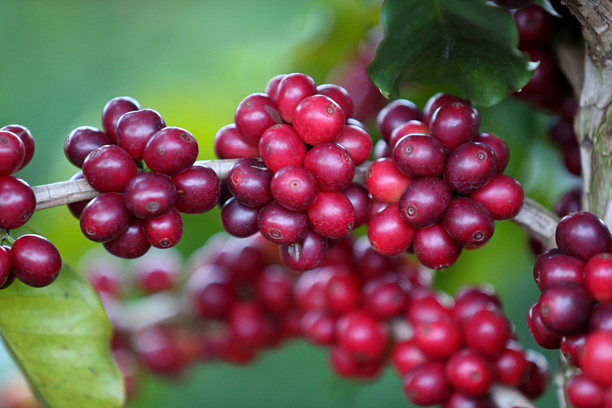 Кофейные ягоды разновидности IBC-12 или UVA