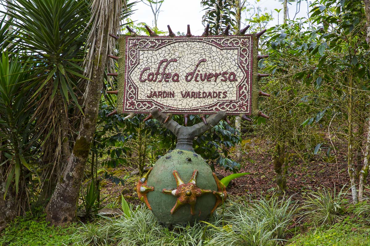 Коста-Рика, Биоллей. Кофе в стране происхождения