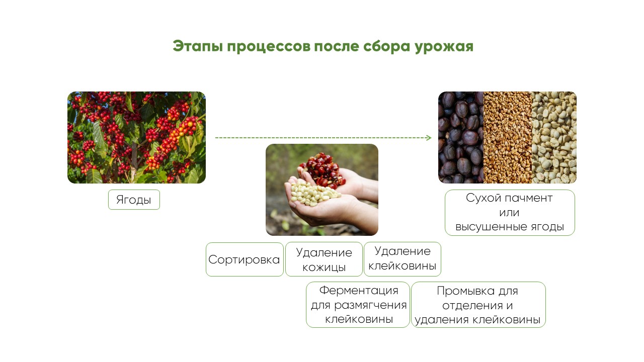 Перевод статьи Cuprima: последние наработки в области кофейных обработок.  Часть 1.